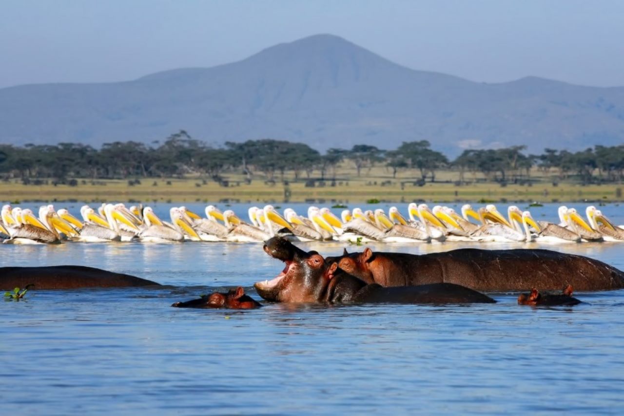 Naivasha